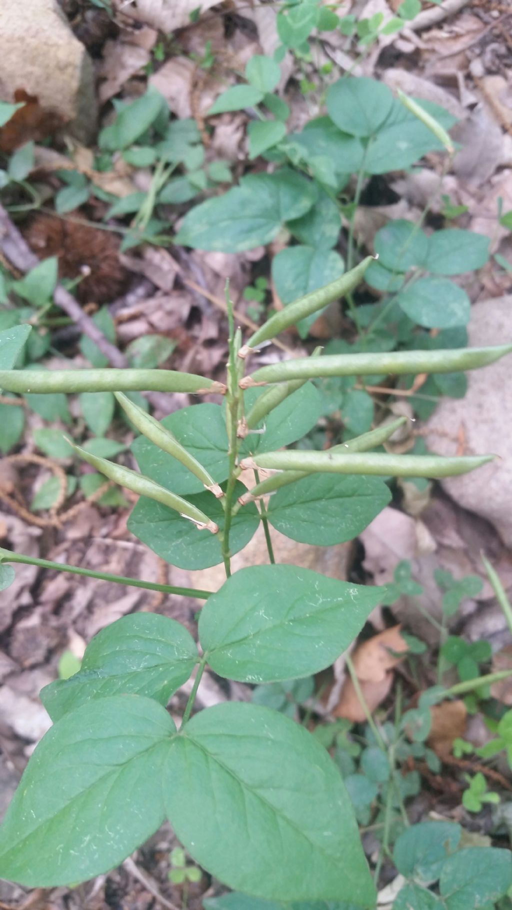 Baccelli di?  Lathyrus venetus